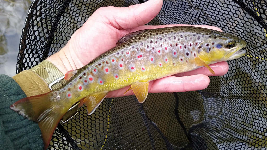 Photo of the red spotted trout